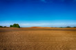 © NetPix - Agricultural landscape with a lone tree in a field