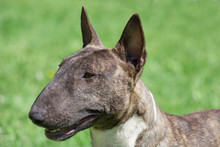 Miniature Brindle And White Bull Terrier Is Standing On A Green Grass. English Bull Terrier Or Wedge Head.