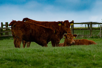 cow on pasture