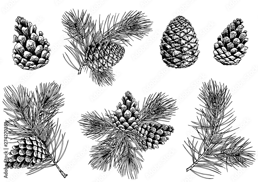 Pine branches and cones. Hand drawn vector illustration. Isolated elements for design. - obrazy, fototapety, plakaty 