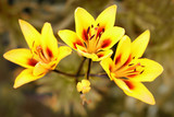 Fototapeta Tulipany - Three yellow lilies growing in the garden.