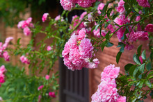 Pink Climbing Roses (Rosa) In Bloom Outdoors. Plenty Of Pink Flowers Blossoming In A Sunny Day. 