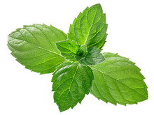 Peppermint Mint M. Piperita Leaves, Paths