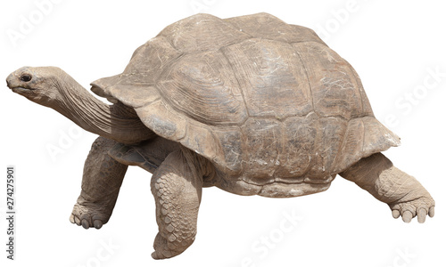 Fotomural turtle isolated on white background