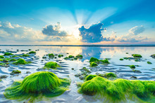 The Beach With Green Seaweed In The Morning And Sunrise In Chumphon Thailand