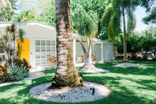 Large Palm Tree In Front Of House