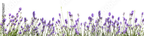 Photo bannière avec des fleurs de lavande sur fond blanc