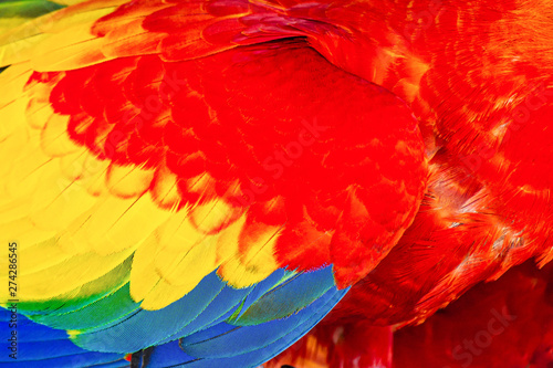 Close up of Scarlet macaw bird's feathers, exotic nature background and texture.