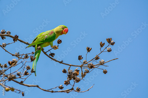 Alexandrine parakeet or Alexandrine parrot (Psittacula eupatria), beautiful g...