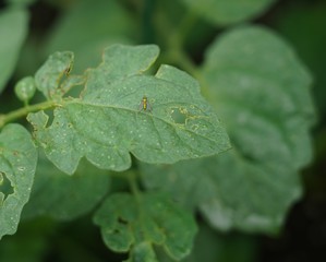 bug on plant leaf