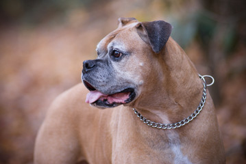 Boxer is looking to the left as the picture was taken background is blurred