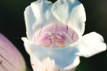 Close Up Of Wild Foxglove, Native Texas Wildflower.