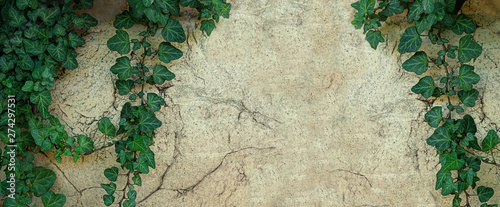 Cuadros en Lienzo ivy leaves on old grunge stone wall
