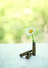 Bullet gun weapon and white single flower daisy. peace symbol, stop war concept. Make peace, not war. create idea. Copy space. 