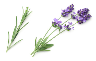 Wall Mural - Lavender Flowers Isolated On White Background