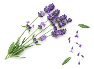 Wall Mural - Lavender Flowers Isolated On White Background