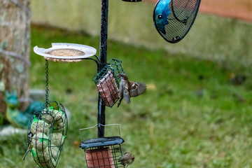 Sticker - bird on feeder