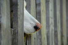 Siberian Husky Pink Nose Sticking Through Fence Post