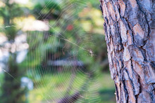 Close Up White Spiderweb Next To Tree Trunk Hanging Outdoors