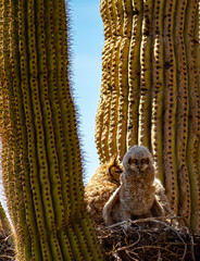 Wall Mural - A great horned owl and her baby living in a nest in a cactus in the desert of Arizona.
