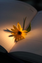 One Yellow Flower Of Topinambur Lies In An Open Notebook