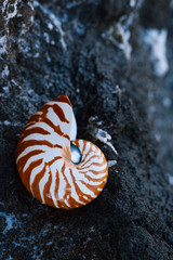 Wall Mural - seashell nautilus on sea beach with waves under sunrise sun light