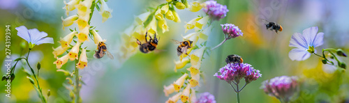 bumblebees on flowers in the garden close up