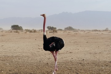 Male African ostrich walking