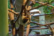 sloth hangs on railing