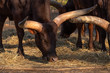 grazing watussi cattle