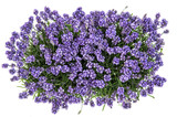 Fototapeta Lawenda - Lavender flowers bouquet white background Top view