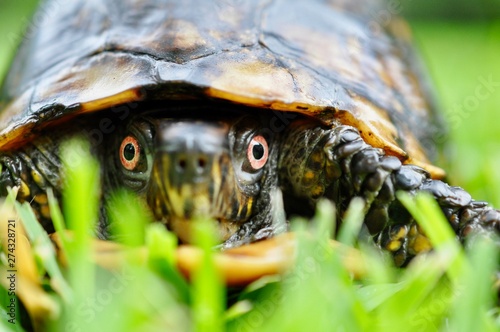 Fotomural Box turtle close up eyes in grass