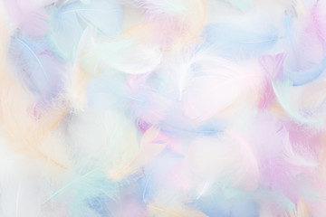 Wall Mural - abstract nackground with soft colorfull feathers. flat lay