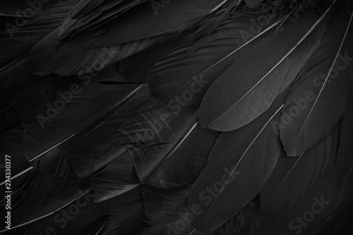 Photographie close up of black feathers background. Top view