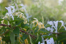 Flowering White-yellow Honeysuckle (Woodbine). Lonicera Japonica Thunb Or Japanese Honeysuckle Yellow And White Flower In Garden