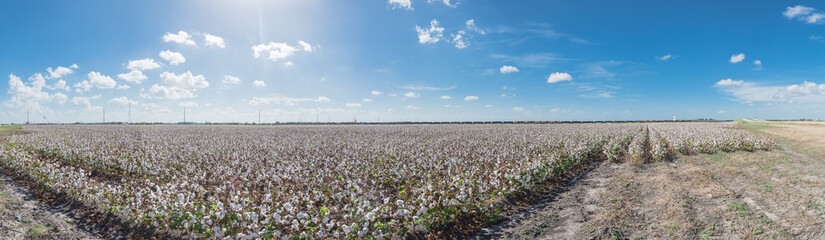 Wall Mural - Panoramic view cotton farm in harvest season in Corpus Christi, Texas, USA