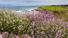 Wild Flowers On Beautiful California Coast - Half Moon Bay, CA