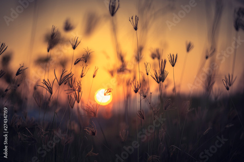 Leinwand Poster  field of grass during sunset