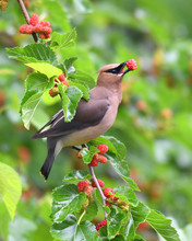 Cedar Waxing Bird Eating Mulberry Fruit On The Tree