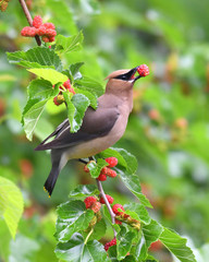 Wall Mural - cedar waxwing bird eating mulberry fruit on the tree