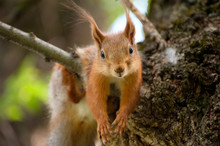 Red Squirrel Have A Rest On The Tree