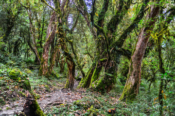 Evergreen forest trees environment