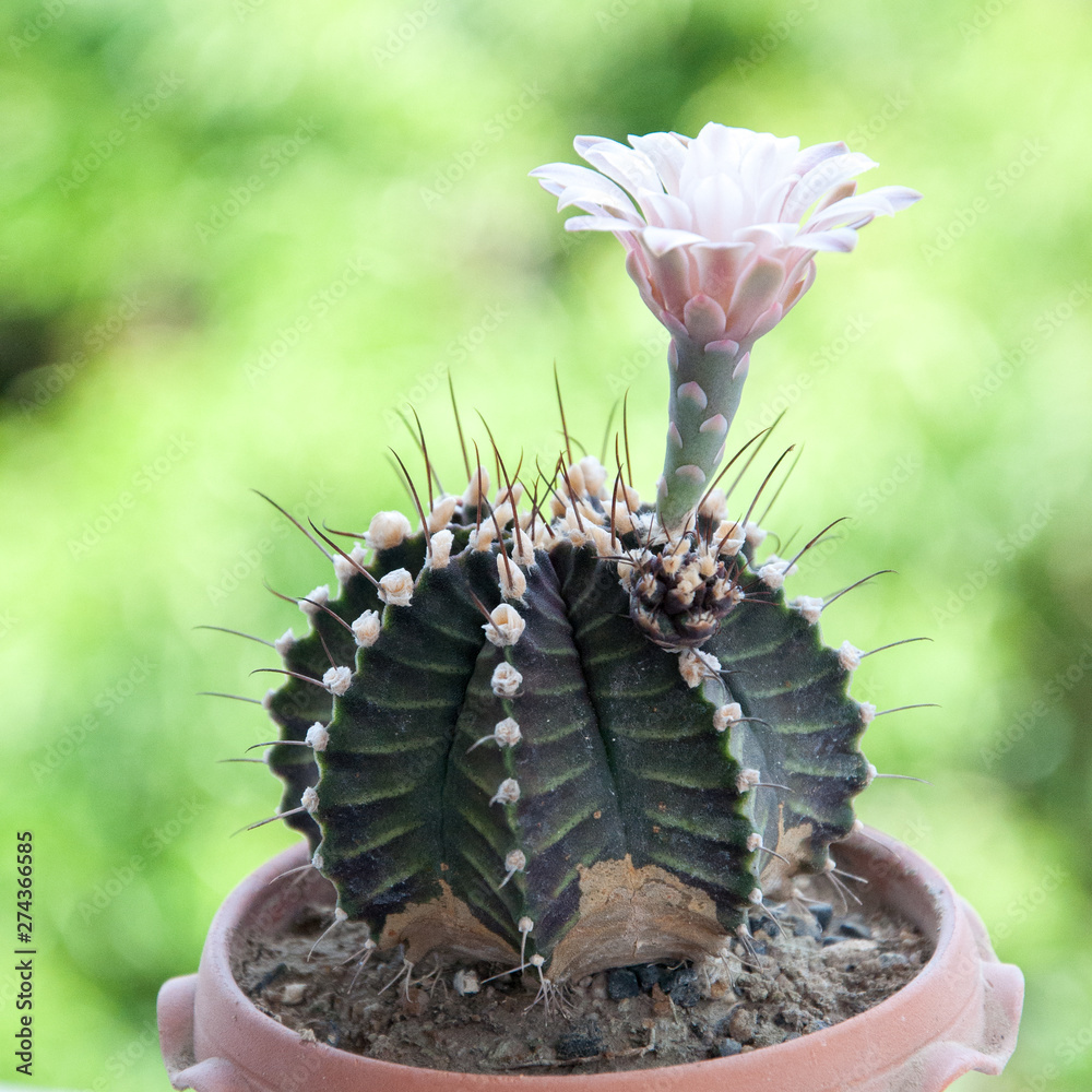 monstera perforowana Premium Monstera Deliciosa Aurea Collection