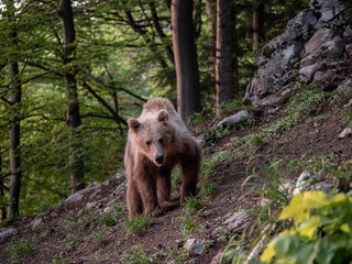 Brown bear (Ursus arctos) in summer forest by golden hour. Brown bear in evening forest by sunset.