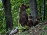 Fototapeta Zwierzęta - Brown bear (Ursus arctos) in summer forest by sunrise. Brown bear with young brown bear.
