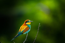 European Bee-eater , Merops Apiaster