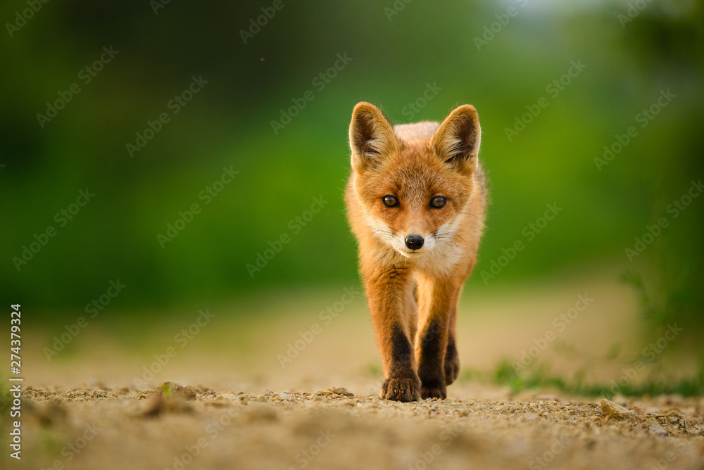 Red fox cub , Vulpes Vulpes - obrazy, fototapety, plakaty 