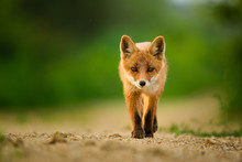 Red Fox Cub , Vulpes Vulpes