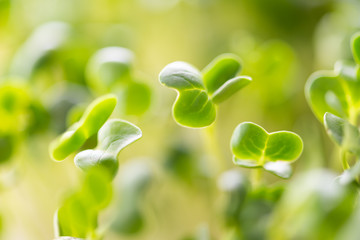 Wall Mural - kaiware Daikon Sprouts, radish sprout