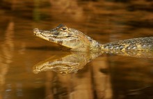 Yacare Caiman (Caiman Yacare, Caiman Crocodilus Yacare), In Water, Pantanal, Brazil, South America
